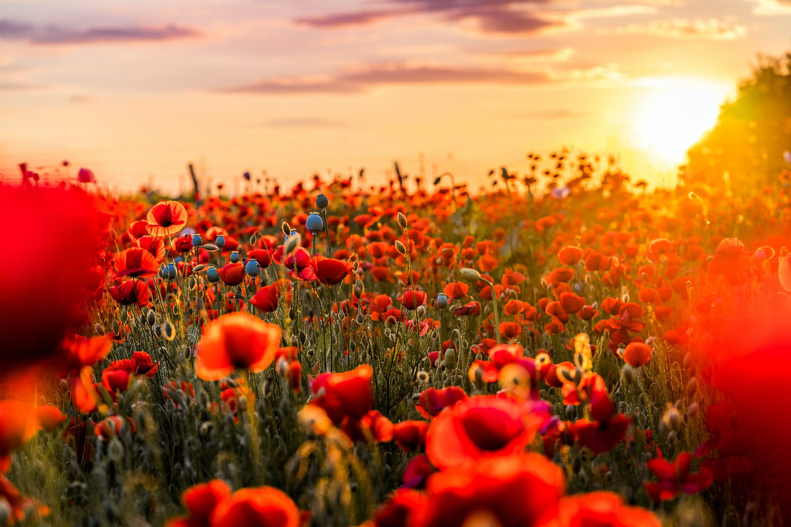 Why it is important to learn about Remembrance Day